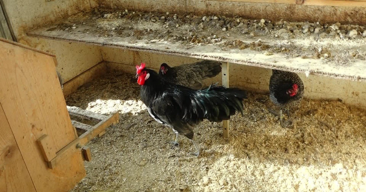 Augsburger Huhn – einzigartige Rasse soll vom Aussterben gerettet werden